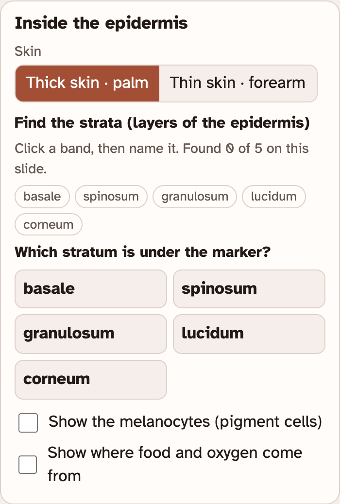 The Inside the epidermis box in the lab: buttons for thick skin and thin skin, a list of strata to find, five buttons to name a stratum, and two tick boxes