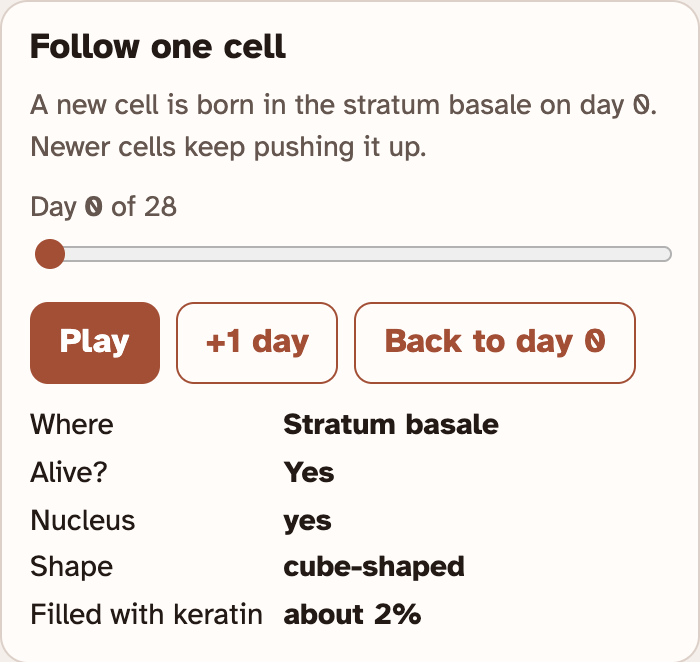 The Follow one cell box in the lab at day 0: a day slider, buttons for Play, +1 day and Back to day 0, and a list that says where the cell is, if it is alive, its nucleus, its shape and how much keratin fills it