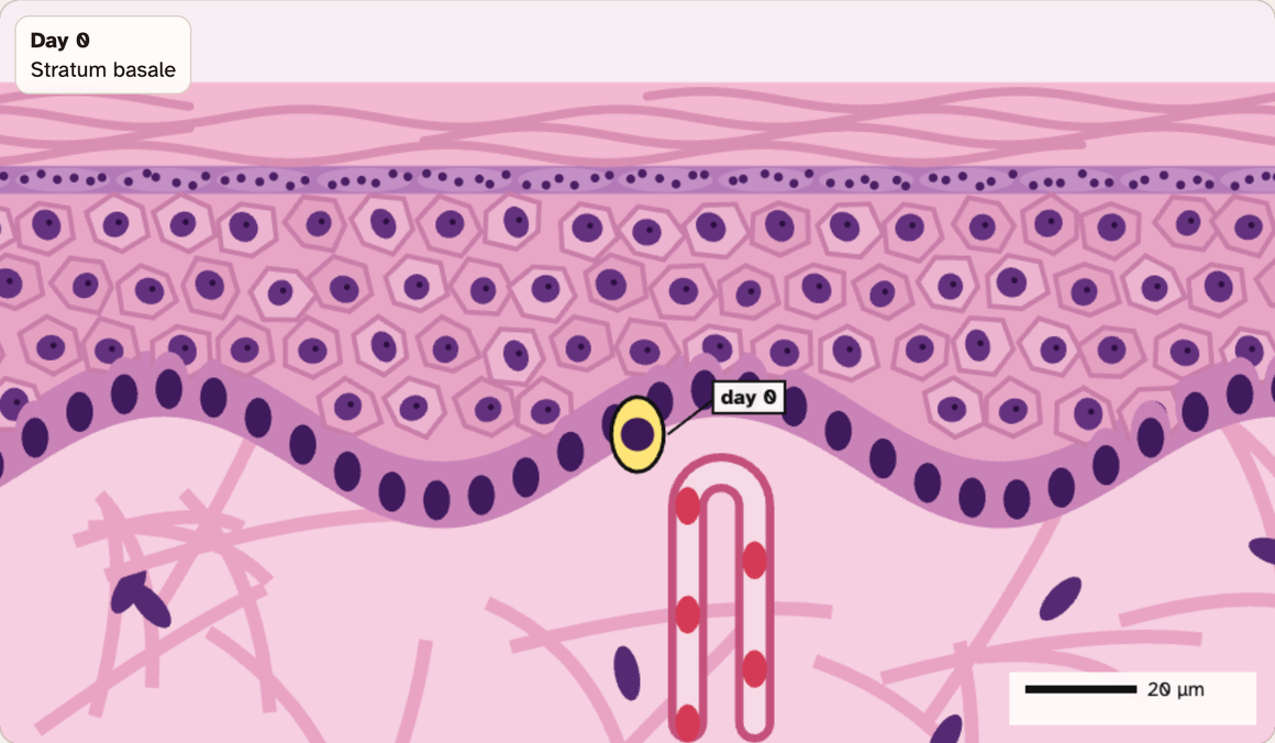 The thin skin epidermis in the lab on day 0, with one yellow cell marked in the bottom row