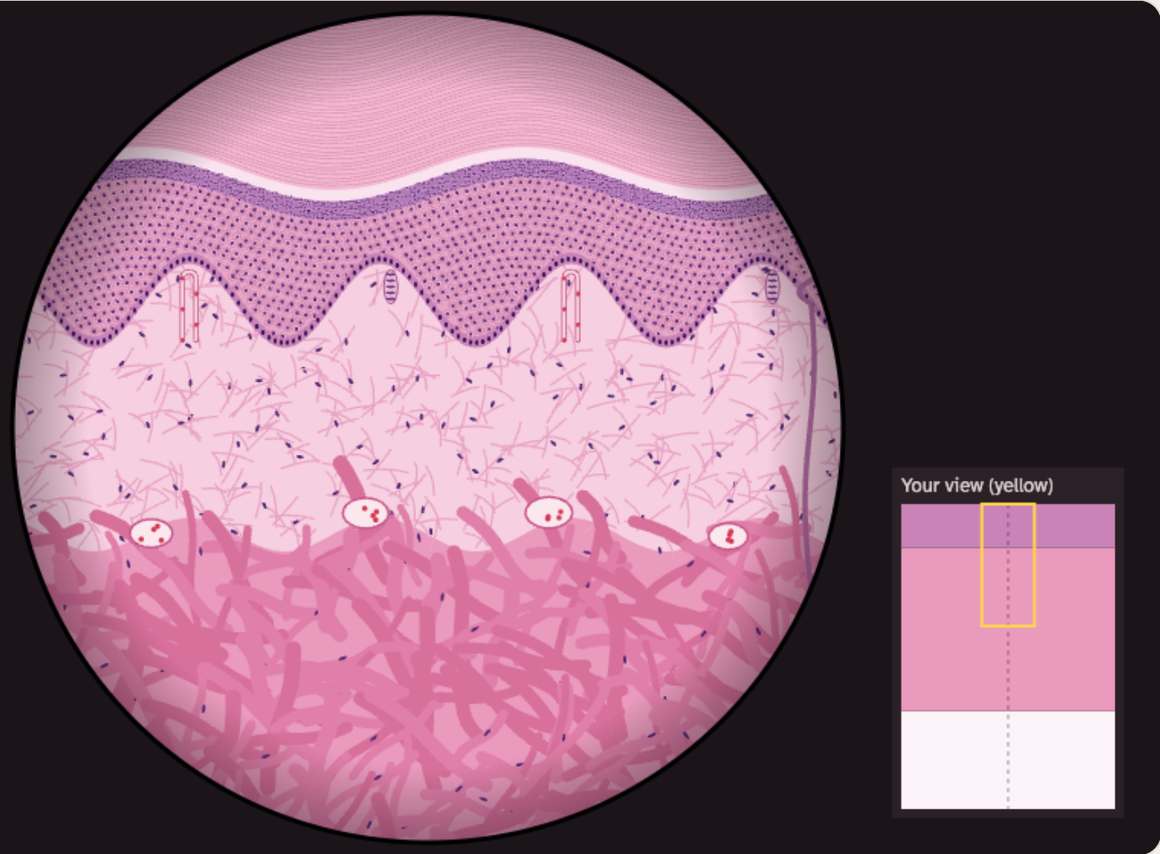 The view down the lab microscope at thick skin: the wavy bottom edge of the epidermis with the pink dermis below it
