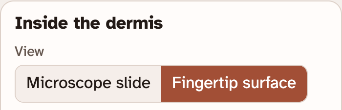 The View buttons in the lab: Microscope slide and Fingertip surface