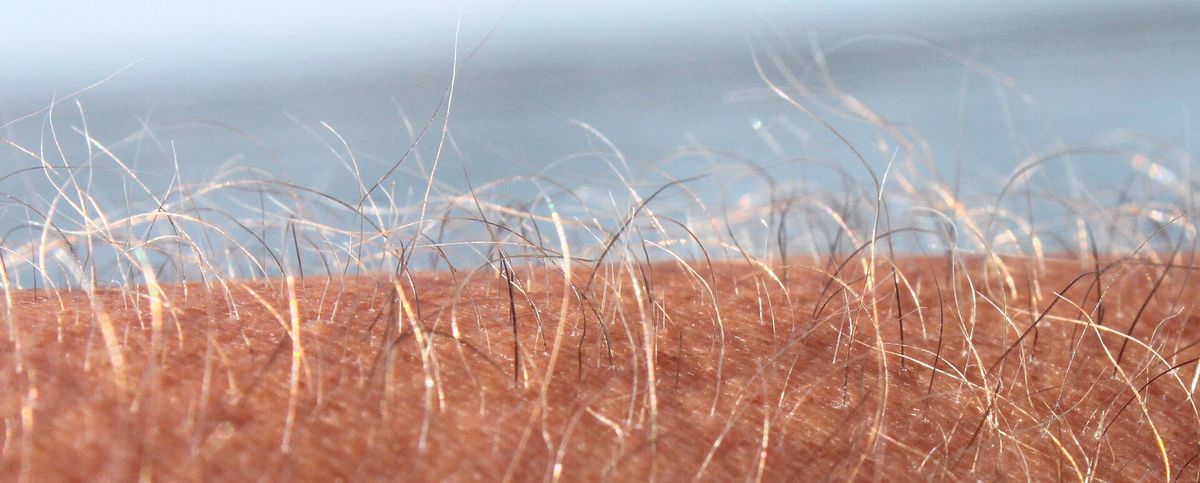 A close view of fine hairs growing out of the skin of a forearm