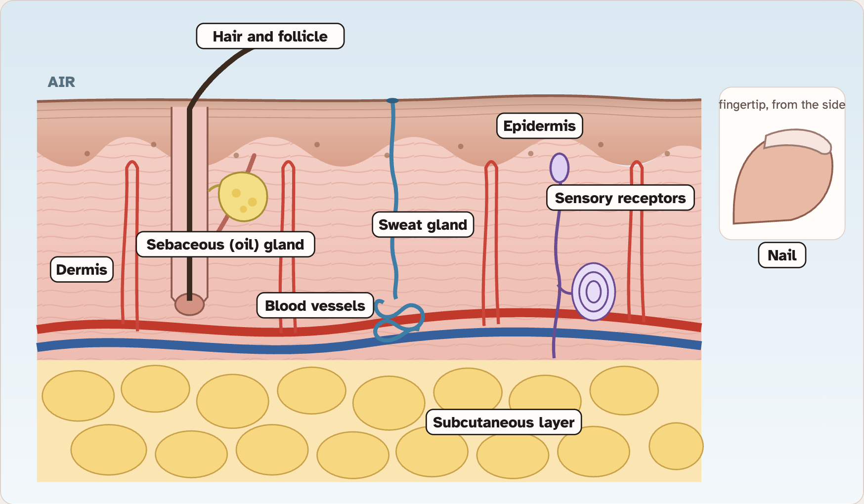 The slice of skin in the lab with every part labelled