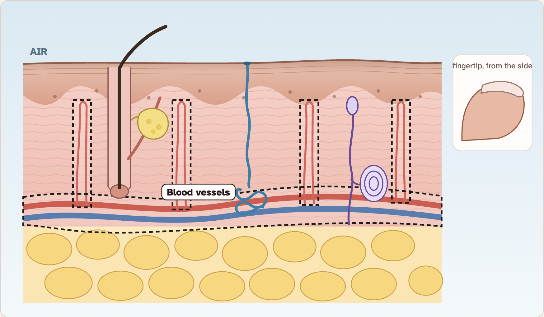 The slice of skin in the lab with the blood vessels outlined and labelled
