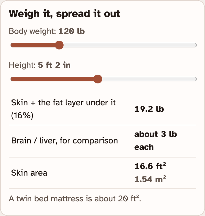 The Weigh it, spread it out box in the lab: a body weight slider, a height slider, and a small table with skin weight and skin area