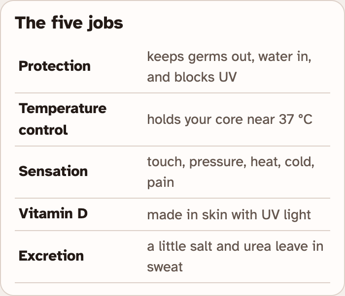 The five jobs box in the lab: Protection, Temperature control, Sensation, Vitamin D and Excretion, each with a short meaning
