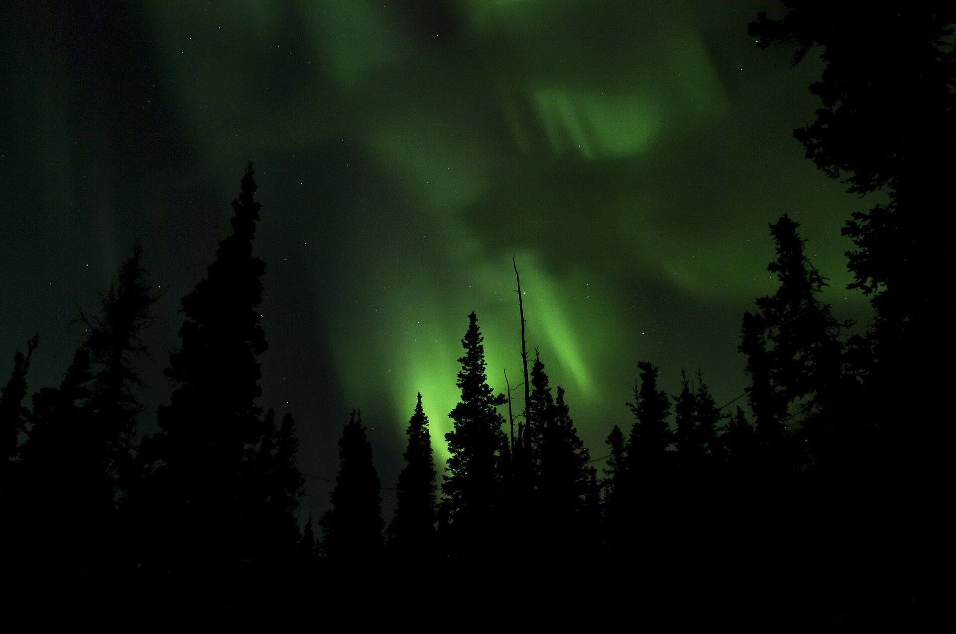 Green northern lights glowing in the night sky behind the dark shapes of spruce trees