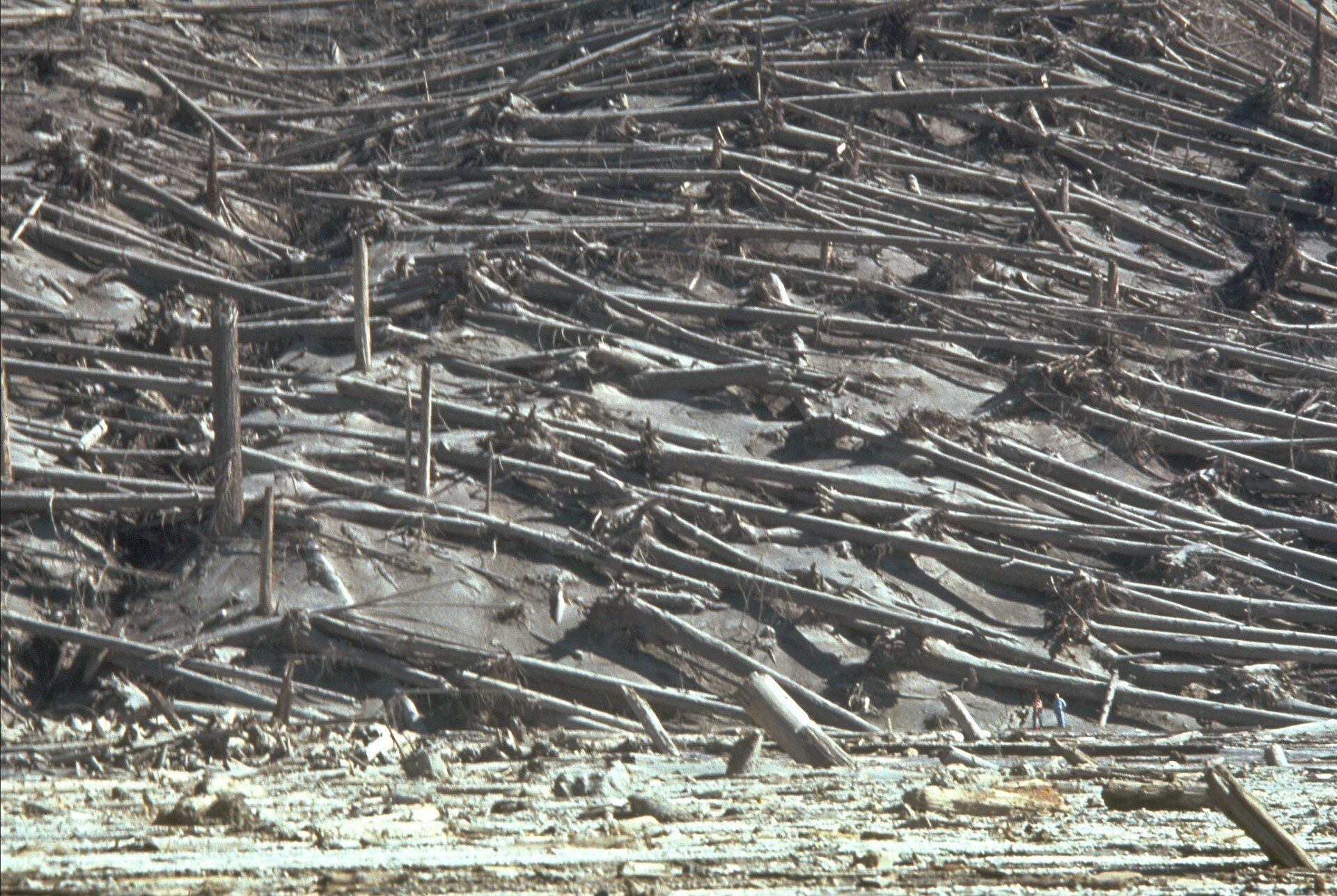 A grey hillside covered with thousands of trees knocked flat by the 1980 blast, with two scientists standing among them