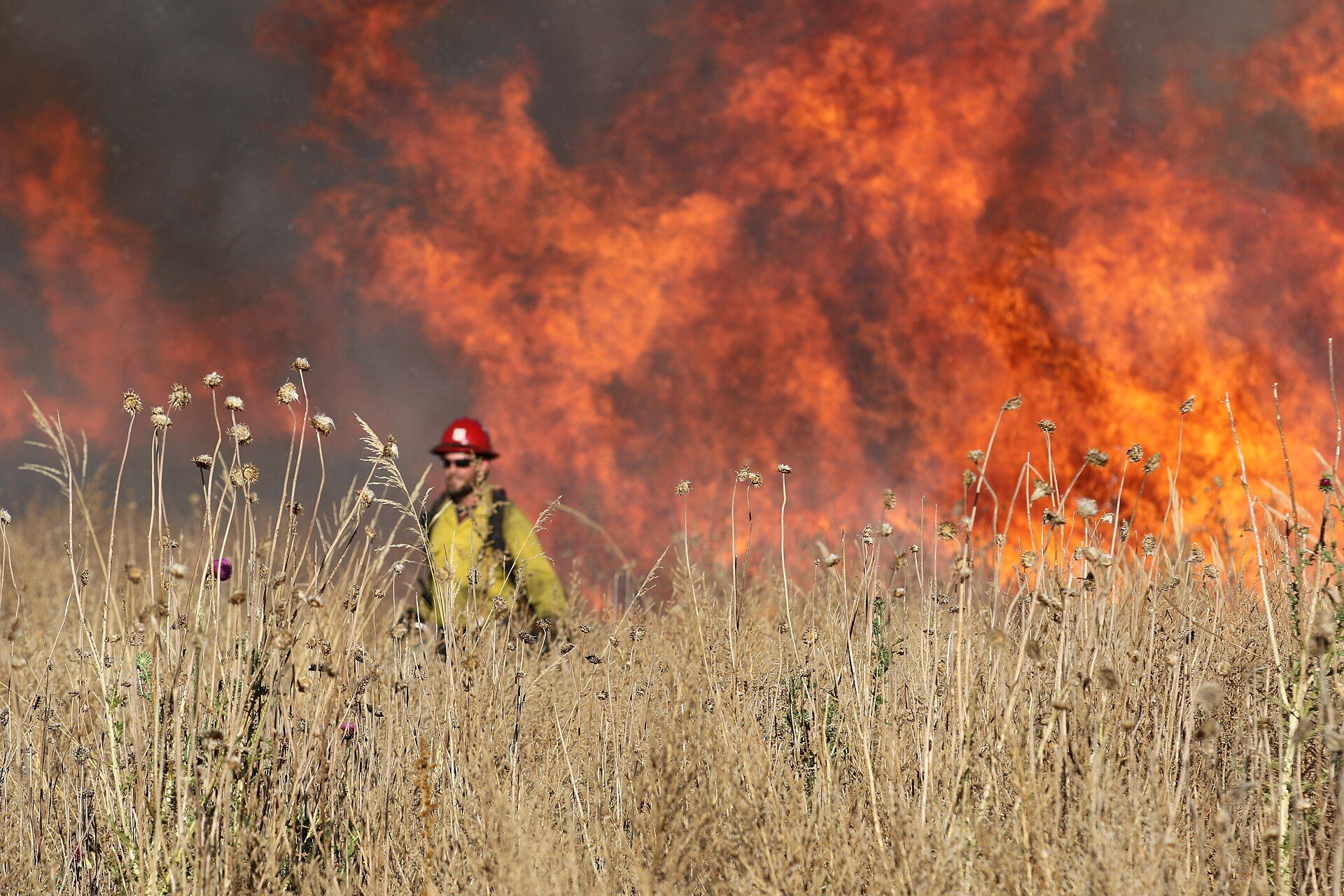 A firefighter standing in tall dry grass in front of a wall of flames during a planned prairie burn