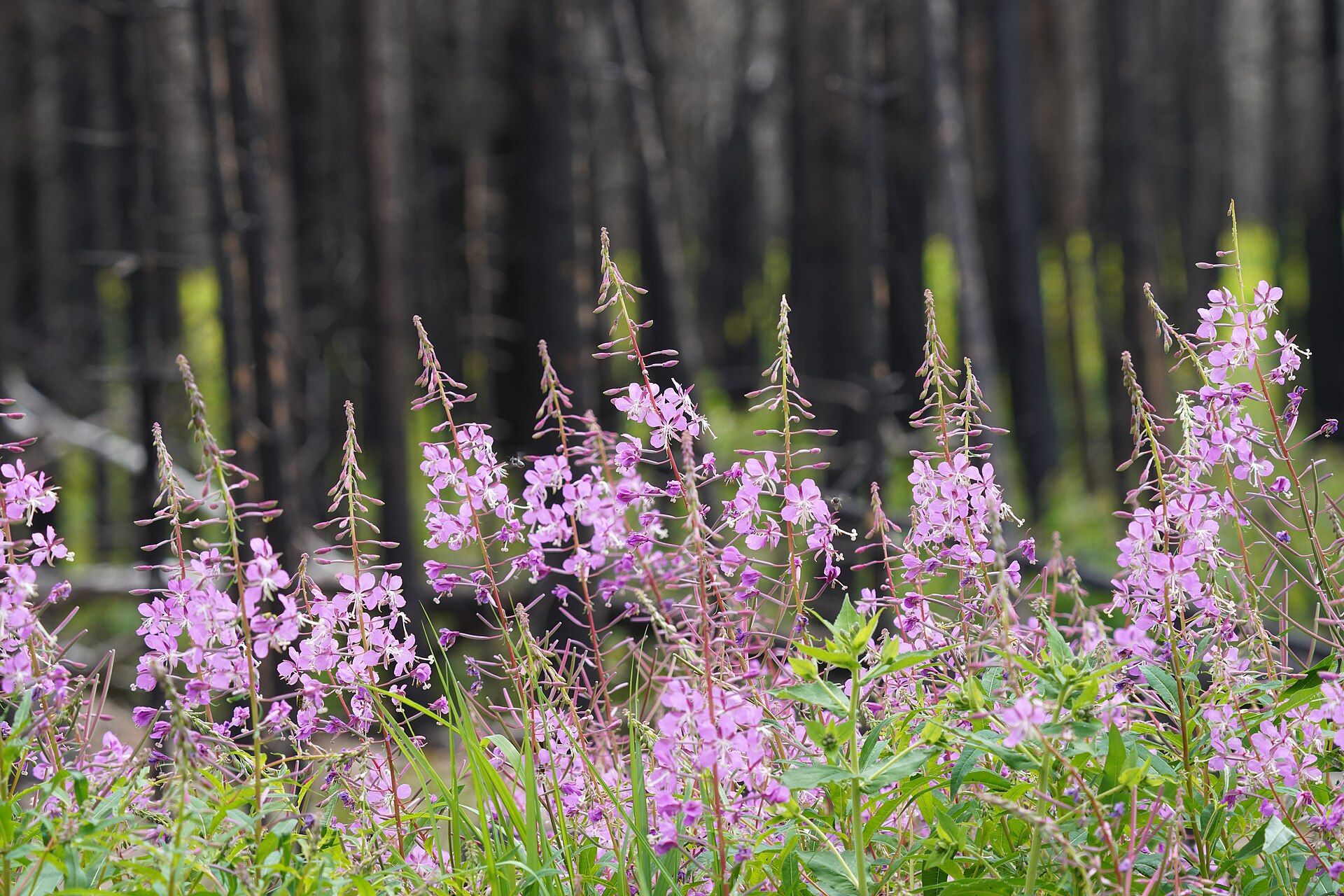 Pink fireweed flowers blooming in front of the black trunks of a burned forest