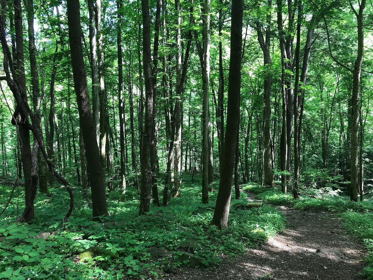 A green forest of tall leafy trees with ferns and small plants on the ground