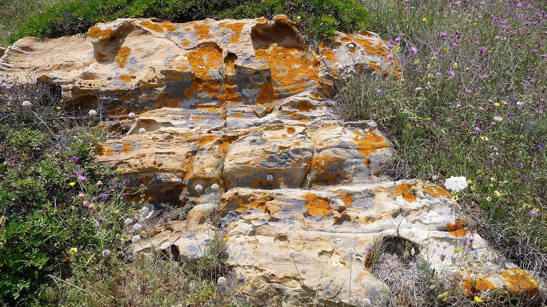 Bare layered rock with bright orange lichen growing across it