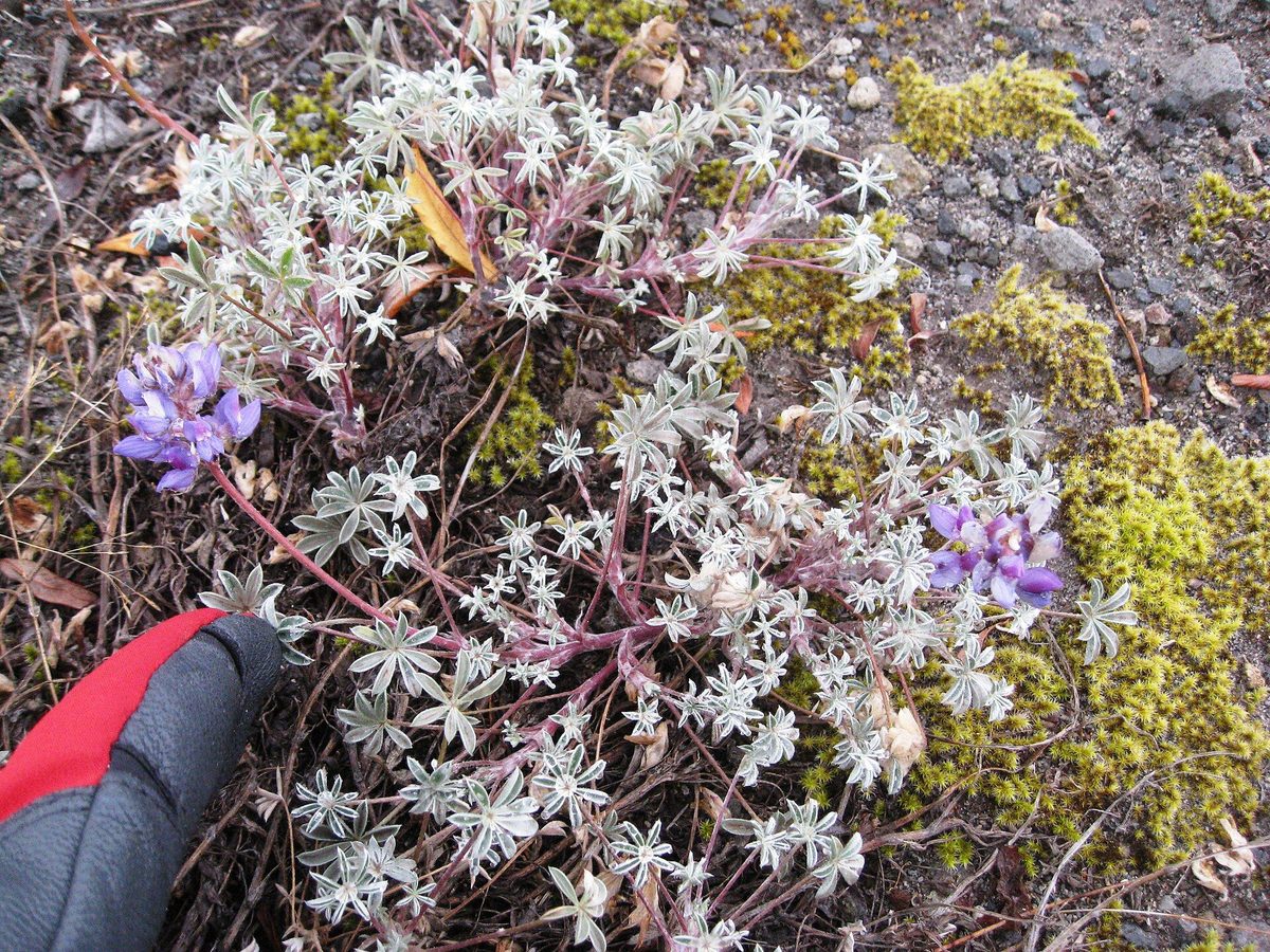 A low plant with silvery leaves and purple flowers growing on bare grey volcanic gravel