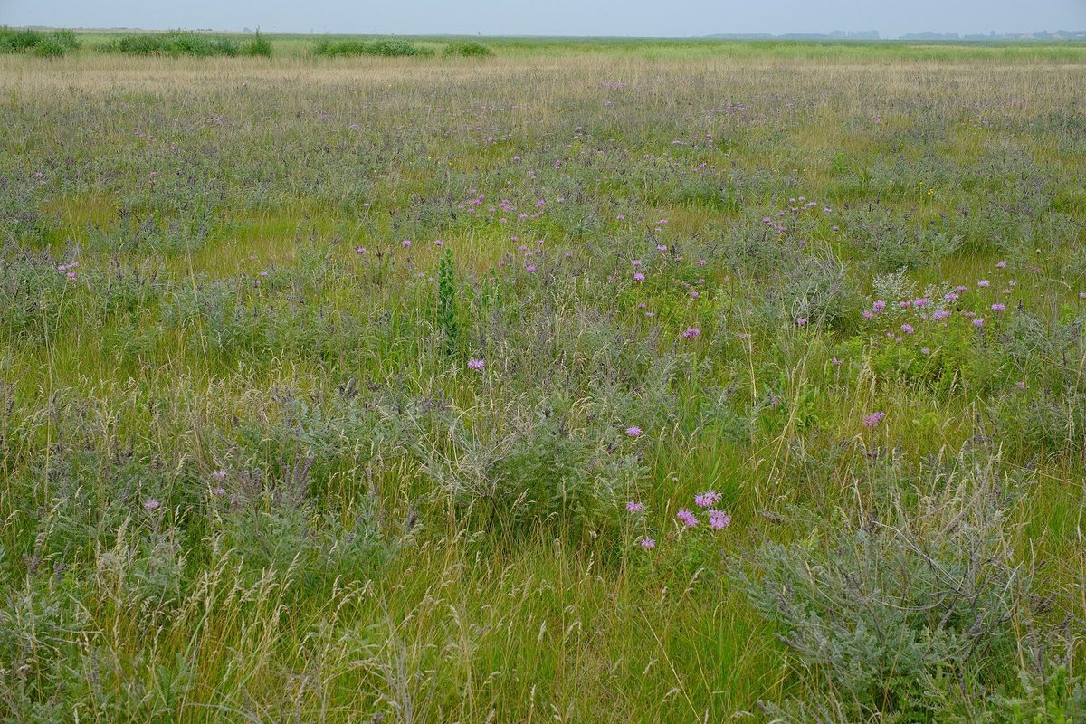 A wide flat prairie of green grass and purple wildflowers