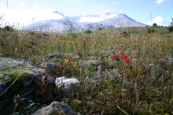 Red and purple wildflowers growing among grey rocks, with Mount St. Helens in the distance