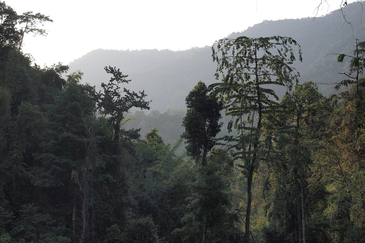 Very tall rain forest trees on a misty hillside