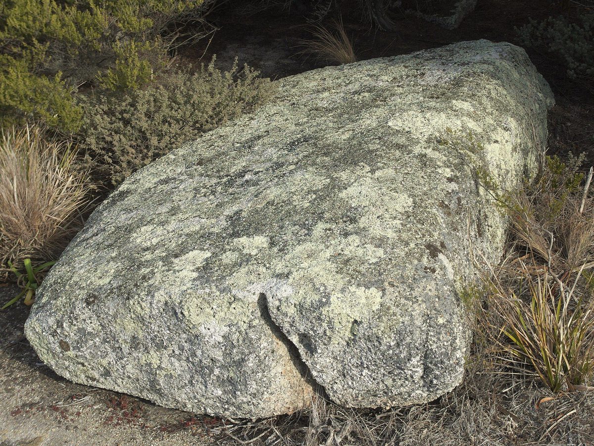 A large grey boulder covered in pale patches of lichen