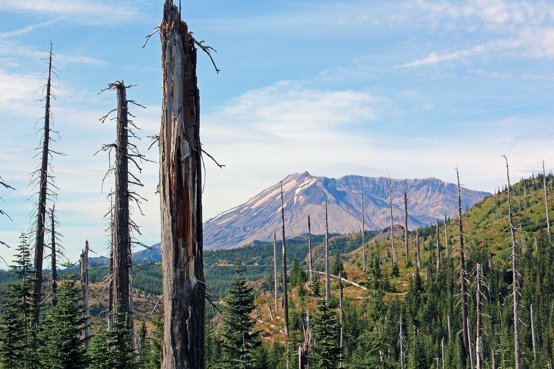 Tall dead tree trunks left from 1980 standing over young green forest, with Mount St. Helens behind