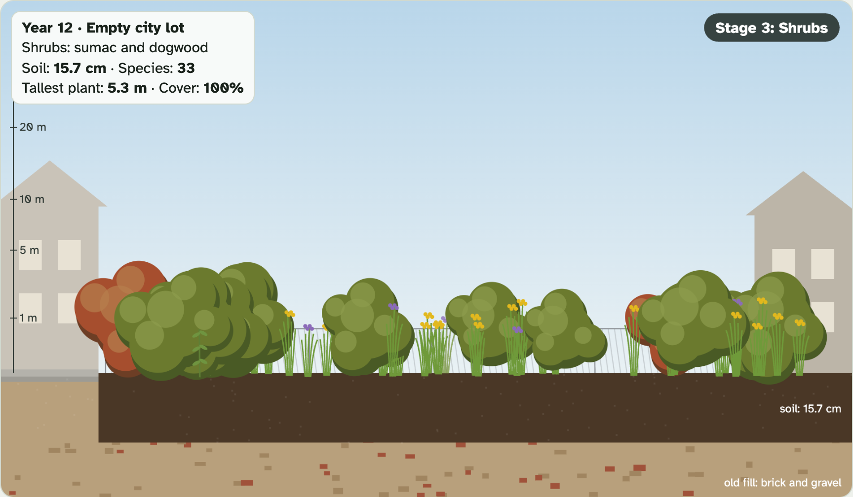 The empty city lot at year 12: shrubs growing on dark soil between two houses
